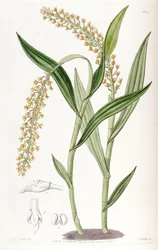 Epidendrum armeniacum